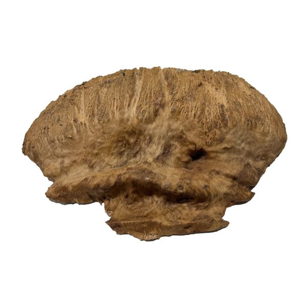 Red Coolibah Burl  | 16  x 15  x 3-1 2  | 14.65 lbs | #205 Cheap - Image 2