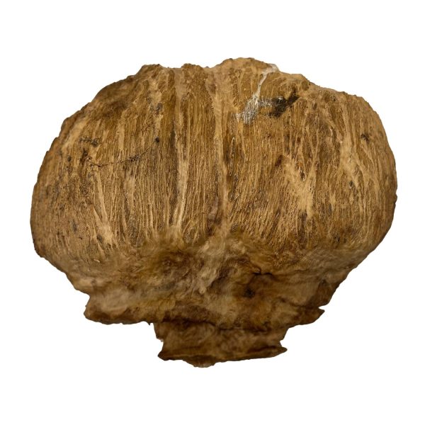 Red Coolibah Burl  | 16  x 15  x 3-1 2  | 14.65 lbs | #205 Cheap